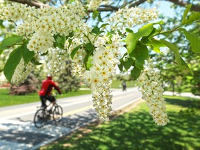 The 'modern family' in Calgary considers cycling friendliness to be important when planning where to purchase a home, a new survey finds. One in five Calgarians have commutes of 10 minutes or less.