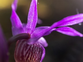 Tiny calypso orchid in the forest near Jumpingpound Creek on Tuesday, June 4, 2019. Mike Drew/Postmedia