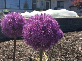 In early spring, be sure to keep covers handy to protect early garden crops such as ornamental onions.