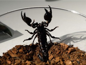 FILE PHOTO: A Cuban species of scorpion stowed away in a Vancouver woman's luggage on her way back from Cuba. It has since given birth.