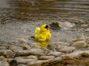 A goldfinch has a bath along the Bow River near Carseland, Ab., on Monday June 10, 2019. Mike Drew/Postmedia