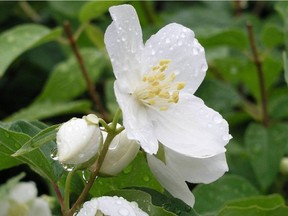 Dwarf Mockorange.