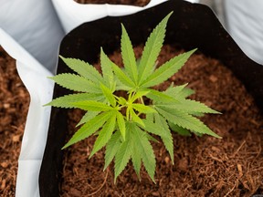 A cannabis plant grows at the Khiron Life Sciences Corp. greenhouse in the town of Doima, Tolima department, Colombia.
