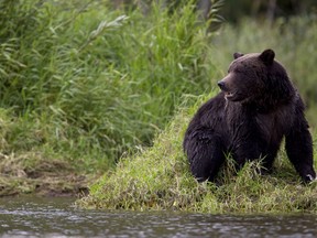 A grizzly bear is seen fishing along a river in Tweedsmuir Provincial Park near Bella Coola, B.C. Friday, Sept 10, 2010.