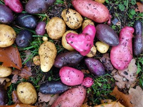 Plant a variety of potatoes to ensure a healthy crop.