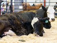 Pictured are cows displayed at the UFA Cattle Trail in Nutrien Western Event Centre in Stampede Grounds on Wednesday, July 10, 2019.