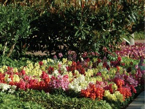 A mix of Snapshot snapdragons. Courtesy, National Garden Bureau