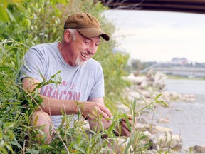 Chef Paul Rogalski is pictured along the Bow River foraging for edible plants. Rogalski is the head chef of Rouge in Inglewood. Brendan Miller/Postmedia