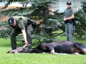 Fish and Wildlife and Calgary police deal with a moose on the loose in the community of Varsity Village.