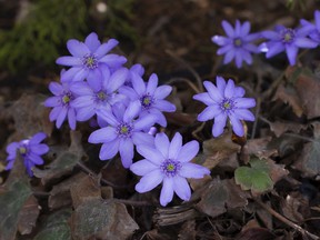 Hepatica have adapted to blooming early in the spring, making them popular with early pollinators. Courtesy, Deborah Maier