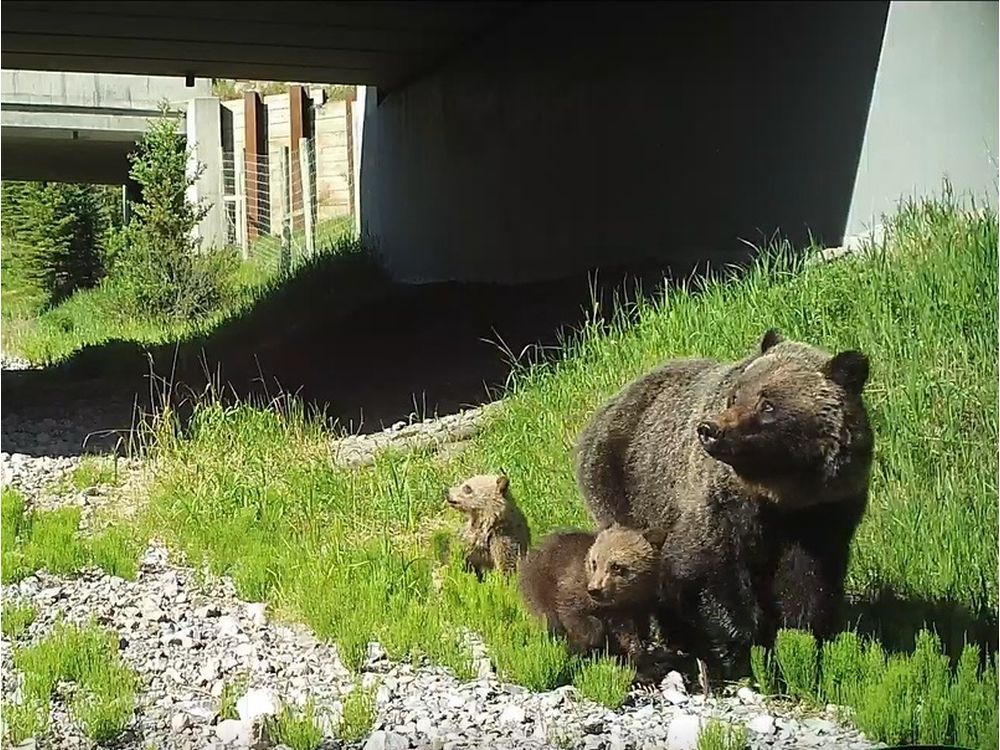grizzly bear attack