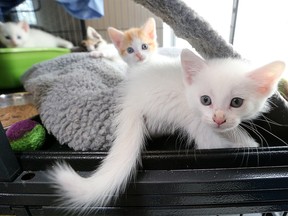 Kittens await adoption  at the AARCS (Alberta Animal Rescue Crew Society) offices on Wednesday, July 17, 2019. An influx of cats has overwhelmed the rescue society.