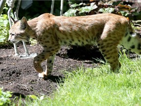 A 2015 file photo of a bobcat in southwest Calgary.