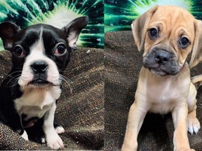 A pair of nine-month-old puppies were stolen after the front window of the Top Dog Store located 5010 4 St. N.E. was smashed sometime on Saturday, July 6, 2019. Supplied photo/Postmedia Calgary