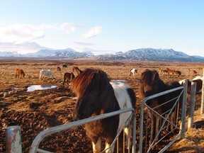 ICELAND - Withey - Icelandic horses, a breed specific to Iceland, are popular with tourists.