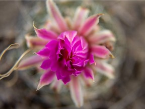 The neon magenta blossom of a pincushion cactus just starting to open in the Red Deer River valley near the Finnegan ferry on Monday, July 1, 2019. Mike Drew/Postmedia