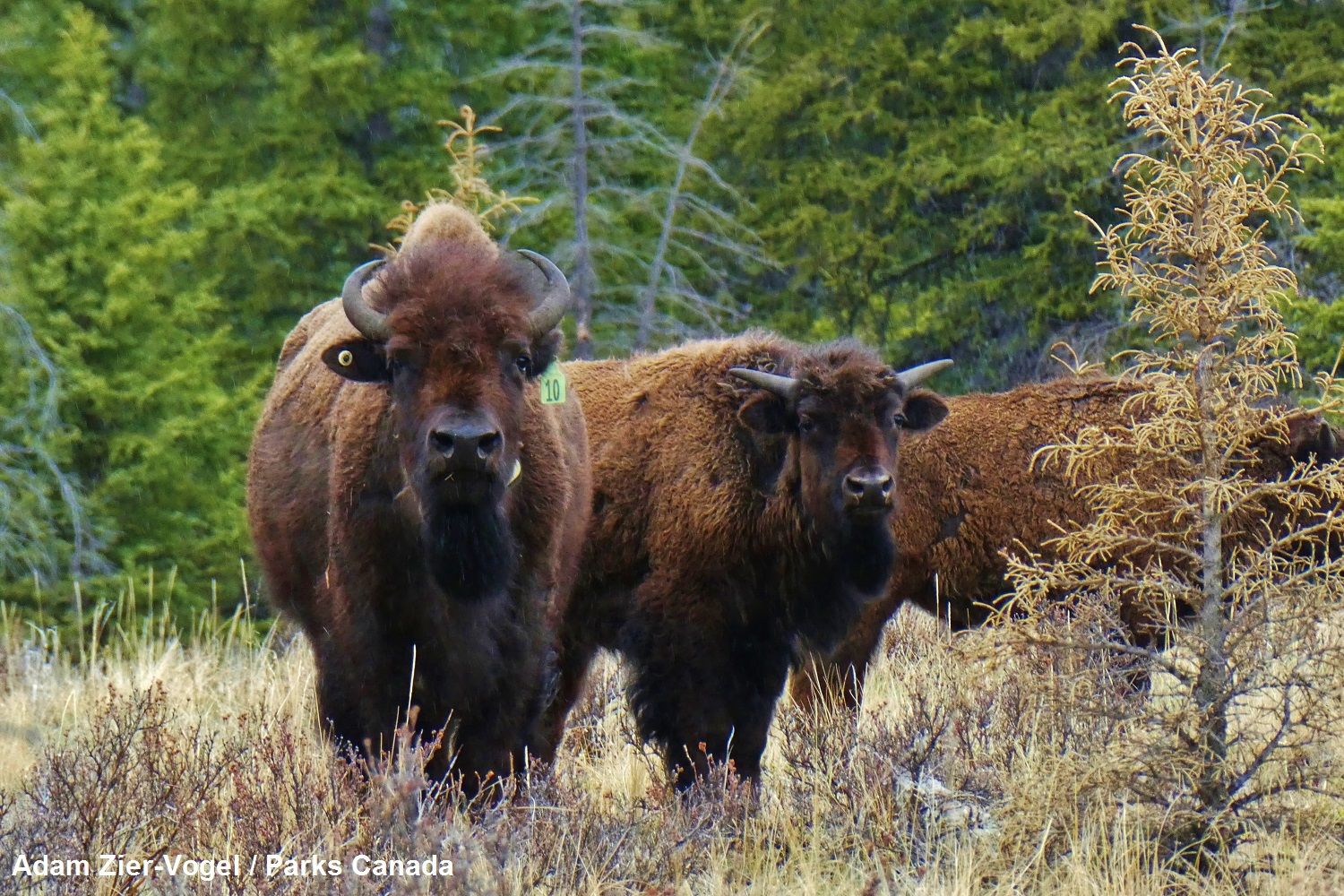 Бизоний. Вуд буффало парк канада. Буйвол в каких заповедниках и национальных парках. Национальный парк вуд-баффало канада. Беловежская пуща животные.