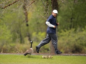 Watch where you're stepping. A runner jogs by a family of Canada geese along the Bow River in Calgary. Columnist Catherine Ford has a few suggestions on coping with the pests.