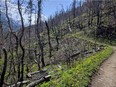 The Kenow Wildfire of 2017 in Waterton destroyed 80 per cent of hiking trails. But the trail to Bertha Lake is among several trails open to hikers. Photo courtesy, Doug Firby