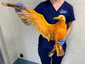 The seagull found next to a highway in England was mistaken to be an exotic bird due to its orange colour that turned out to be either curry or tumeric.