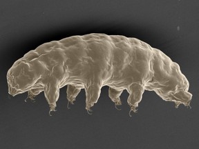 This handout picture released by Nature on September 20, 2016 shows a scanning electron microscope image of the hydrated tardigrade, Ramazzottius varieornatus. AFP PHOTO / NATURE / Tanaka S. / Sagara H. / Kunieda."