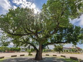 Pictured is a century-old elm tree located in a Stampede parking lot designated for Calgary's arena and event centre photographed on Friday, August 2, 2019. Azin Ghaffari/Postmedia Calgary