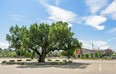 Pictured is a century-old elm tree located in a Stampede parking lot designated for CalgaryÕs arena and event centre photographed on Friday, August 2, 2019. Azin Ghaffari/Postmedia Calgary