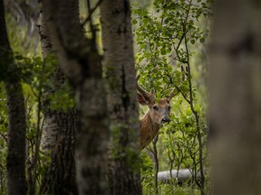A buck peers through trees on the edge of the dark forest in the Sheep River valley west of Turner Valley, Ab., on Monday, August 12, 2019. Mike Drew/Postmedia