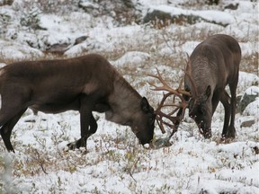 The Alberta government will appoint three new task forces to review a draft provincial caribou protection plan.