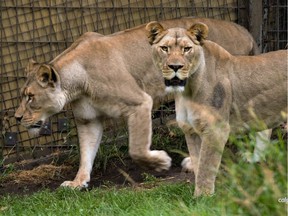 African lionesses Sabi and Mali are shown in a photo released to media by the Calgary Zoo on Monday, January 14, 2019.