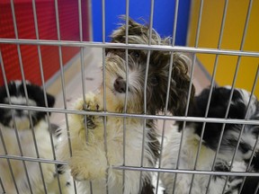This is one of the 25 Havanese dogs taken in by the Alberta Animal Rescue Crew Society (AARCS) after they were seized from a rural property in Edmonton. One fell ill causing AARCS to go under quarantine.