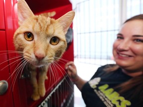 Kelsey Scoular with AARCS (Alberta Animal Rescue Crew Society) plays with an affectionate cat called Pewter one of several hundred cats available for adoption that have overwhelmed the rescue society. AARCS has reduced cat adoption rates to $25 to help find permanent homes for the felines. The pair were photographed on Wednesday July 17, 2019. Gavin Young/Postmedia