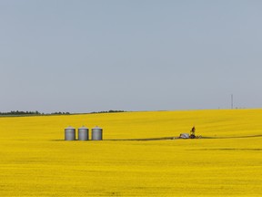 Canola fields in full bloom in Alberta on July 23, 2019.