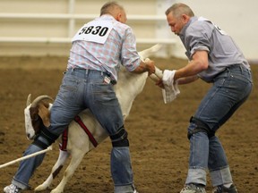 Brian Helander and Chuck Browning compete in the "Goat Dressing" event that has competitors put underwear on a goat during the Canadian Rockies Rodeo North 2019 series in Stampede Park. Hollander and Browning hold the current world record with the fastest goat dressing time of 7.76 seconds. Saturday, August 3, 2019. Brendan Miller/Postmedia