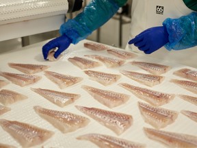 Fish fillets at Skinney-Thinganes in Iceland, July 30, 2019. As rising temperatures drastically reshape Iceland’s landscape, businesses and the government are spending millions for survival and profit.