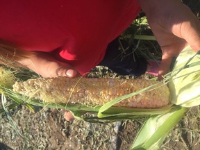 An image of the destroyed corn crop at Molnar Taber Corn and Pumpkins.