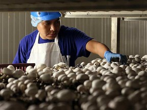 Highline Mushrooms is building a new growing facility in Crossfield.
