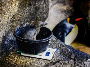 The Calgary Zoo's newest king penguin is thriving after its August 7 hatching, gaining 140 per cent of its body weight in its second week of life.