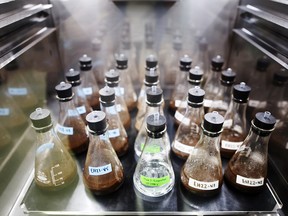 Flasks of hemp and enzymes are incubated at the Province Brands of Canada laboratory in Belleville, Ont. Province Brands is developing beer brewed directly from the cannabis plant.