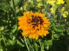 This fall blooming flower seeded itself from plants Donna Balzer had growing last year. How did she know they are new? Last year's flowers were single with only a single row of petals. They will look good until later this fall.