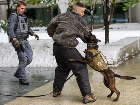 Constable Rogers, centre, K9 dog Xena and Constable Avery demonstrate a canine unit arrest at the K9 Heroes 2020 Calendar launch.