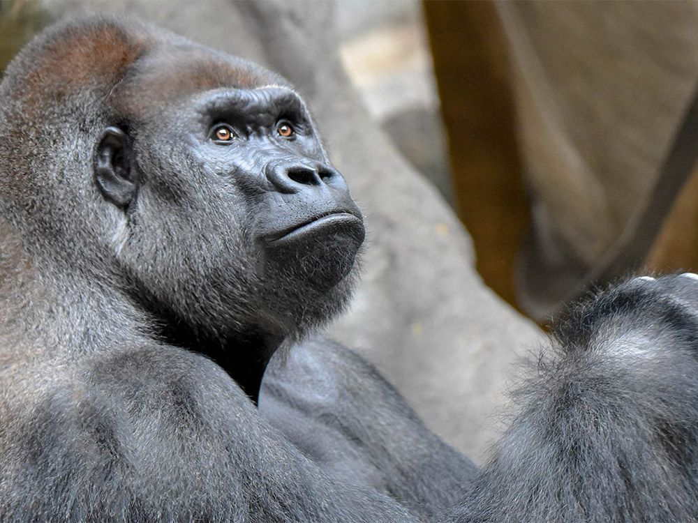 Calgary Zoo's new bachelor gorilla makes his debut | Calgary Herald