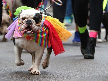 Calgarians from all walks of life celebrated pride week with the Calgary Pride parade through downtown Calgary on Sunday September 1, 2019.