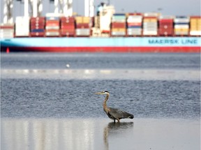 A heron hunts for food as the ship Anna Maersk is docked at Roberts Bank port in Vancouver, British Columbia, Canada June 29, 2019. REUTERS/Jason Redmond/File Photo ORG XMIT: FW1