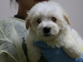 Havanese puppies seized from a recent animal protection case.