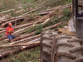 A logger works near Hospital Creek outside of Golden, B.C.