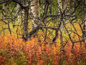 Fireweed and aspens in the foothills south of Longview, Ab., on Monday, September 9, 2019. Mike Drew/Postmedia