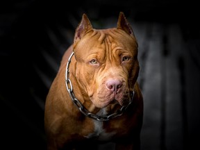 File photo of an American pit bull terrier.