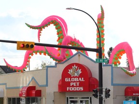 Arms from a giant inflatable squid appear to emerge from the roof of Global Pet Food in Marda Loop along 33 Ave SW. Tuesday, September 17, 2019. Brendan Miller/Postmedia