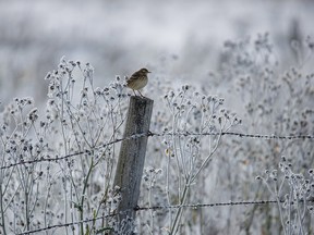 A pipit perches in the frost a valley near Standard, Ab., on Tuesday, October 1, 2019. Mike Drew/Postmedia